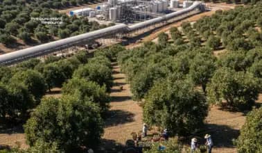 Leading Avocado Oil Producers in The USA