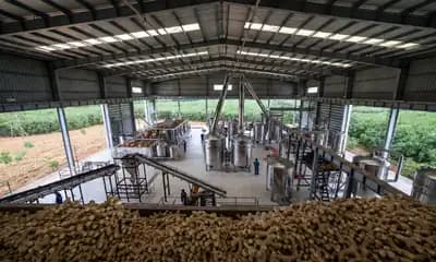 Effectiveness, Year-on-Year Availability and Higher Shelf-Life are Propelling the Demand for Ginger Oleoresins