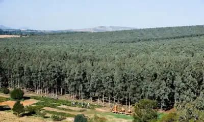 Eucalyptus Essential Oil Health Benefits and Its Use as a Therapy for COVID-19