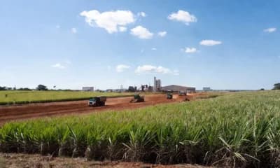 Sugar prices decline on strong dollar then recover as Brazil ethanol demand tightens supply